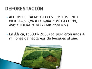    ACCIÓN DE TALAR ARBOLES CON DISTINTOS
    OBJETIVOS (MADERA PARA CONSTRUCCIÓN,
    AGRICULTURA O DESPEJAR CAMINOS).

   En África, (2000 y 2005) se perdieron unos 4
    millones de hectáreas de bosques al año.
 