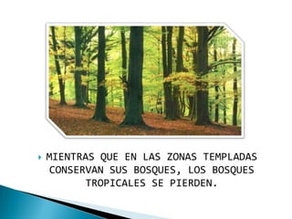    MIENTRAS QUE EN LAS ZONAS TEMPLADAS
     CONSERVAN SUS BOSQUES, LOS BOSQUES
           TROPICALES SE PIERDEN.
 