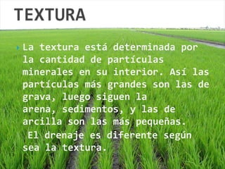    La textura está determinada por
    la cantidad de partículas
    minerales en su interior. Así las
    partículas más grandes son las de
    grava, luego siguen la
    arena, sedimentos, y las de
    arcilla son las más pequeñas.
     El drenaje es diferente según
    sea la textura.
 