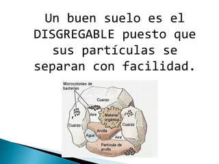 Un buen suelo es el
DISGREGABLE puesto que
   sus partículas se
separan con facilidad.
 