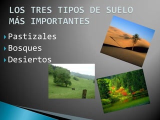  Pastizales
 Bosques
 Desiertos
 
