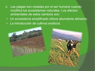 6.




Las plagas son creadas por el ser humano cuando
modifica los ecosistemas naturales. Los efectos
ambientales de estos cambios son:
Un ecosistema simplificado ofrece abundante alimento.
La introducción de cultivos exóticos.

 