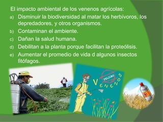 El impacto ambiental de los venenos agrícolas:
a) Disminuir la biodiversidad al matar los herbívoros, los
depredadores, y otros organismos.
b) Contaminan el ambiente.
c) Dañan la salud humana.
d) Debilitan a la planta porque facilitan la proteólisis.
e) Aumentar el promedio de vida d algunos insectos
fitófagos.

 