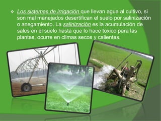 

Los sistemas de irrigación que llevan agua al cultivo, si
son mal manejados desertifican el suelo por salinización
o anegamiento. La salinización es la acumulación de
sales en el suelo hasta que lo hace toxico para las
plantas, ocurre en climas secos y calientes.

 