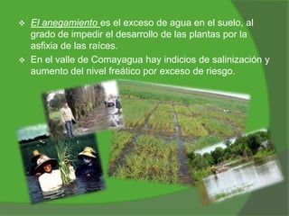 



El anegamiento es el exceso de agua en el suelo, al
grado de impedir el desarrollo de las plantas por la
asfixia de las raíces.
En el valle de Comayagua hay indicios de salinización y
aumento del nivel freático por exceso de riesgo.

 