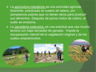 



La agricultura migratoria es una actividad agrícola
itinerante, practicada en suelos de ladera, por
campesinos pobres que no tienen tierra para producir
sus alimentos. Después de pocos ciclos de cultivo, el
suelo se erosiona.
La ganadería extensiva, es una práctica que usa mucho
terreno con baja densidad de ganado. Impide la
recuperación natural de la vegetación original y de los
suelos empobrecidos.

 