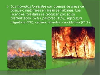 

Los incendios forestales son quemas de áreas de
bosque o matorrales en áreas periurbanas. Los
incendios forestales se producen por: actos
premeditados (57%), pastoreo (13%), agricultura
migratoria (9%), causas naturales y accidentes (21%).

 