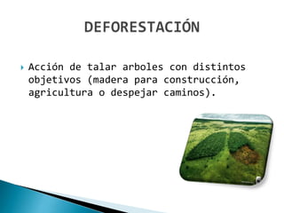 Acción de talar arboles con distintos
objetivos (madera para construcción,
agricultura o despejar caminos).
 