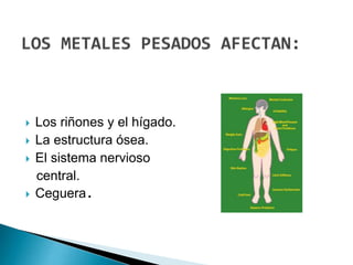  Los riñones y el hígado.
 La estructura ósea.
 El sistema nervioso
central.
 Ceguera.
 