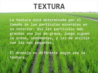  La textura está determinada por el
tamaño de las partículas minerales en
su interior. Así las partículas más
grandes son las de grava, luego siguen
la arena, sedimentos, y las de arcilla
son las más pequeñas.
 El drenaje es diferente según sea la
textura.
 