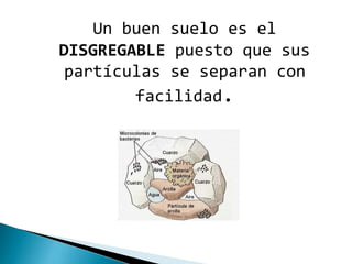 Un buen suelo es el
DISGREGABLE puesto que sus
partículas se separan con
facilidad.
 