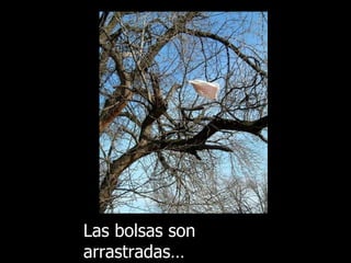 Las bolsas son arrastradas… 