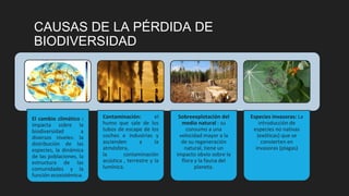 CAUSAS DE LA PÉRDIDA DE
BIODIVERSIDAD
El cambio climático :
impacta sobre la
biodiversidad a
diversos niveles: la
distribución de las
especies, la dinámica
de las poblaciones, la
estructura de las
comunidades y la
función ecosistémica.
Contaminación: el
humo que sale de los
tubos de escape de los
coches e industrias y
ascienden a la
atmósfera,
la contaminación
acústica , terrestre y la
lumínica.
Sobreexplotación del
medio natural : su
consumo a una
velocidad mayor a la
de su regeneración
natural, tiene un
impacto obvio sobre la
flora y la fauna del
planeta.
Especies invasoras: La
introducción de
especies no nativas
(exóticas) que se
convierten en
invasoras (plagas)
 