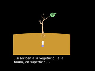 . si arriben a la vegetaci i a la fauna, en superfcie . . 
