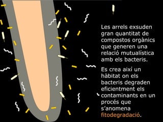Les arrels exsuden gran quantitat de compostos orgnics que generen una relaci mutualstica amb els bacteris.  Es crea aix un hbitat on els bacteris degraden eficientment els contaminants en un procs que sanomena  fitodegradaci . 