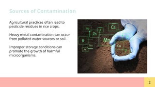 Stringy Rice Contaminated Contaminated Rice for environment Zahra Mh | PPTX