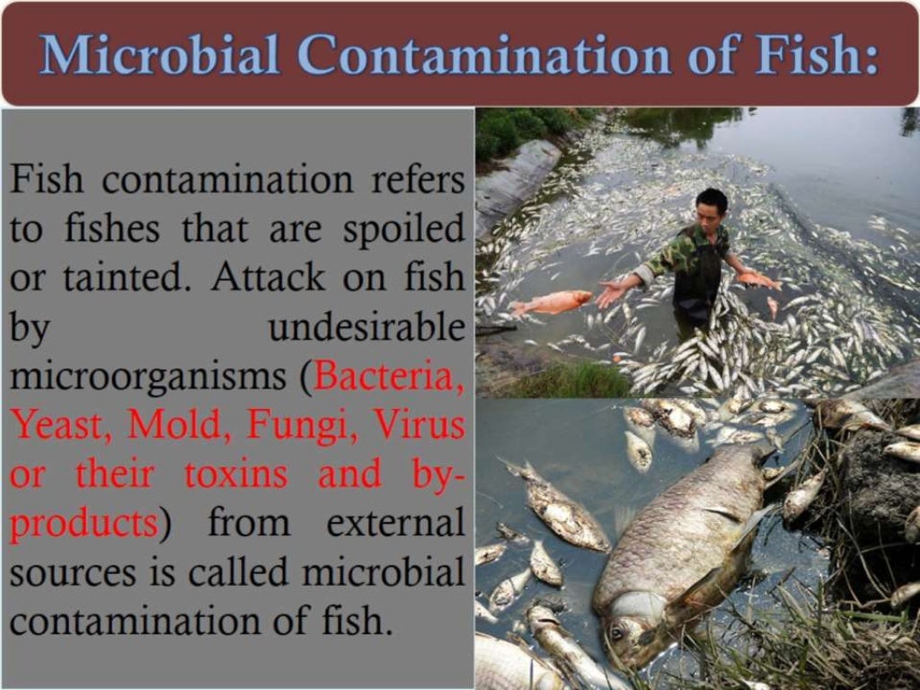 Contamination, spoilage & preservation of fish.