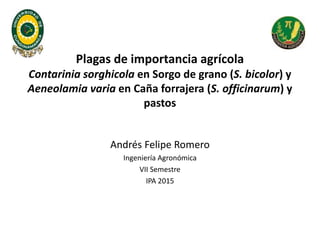 Plagas de importancia agrícola
Contarinia sorghicola en Sorgo de grano (S. bicolor) y
Aeneolamia varia en Caña forrajera (S. officinarum) y
pastos
Andrés Felipe Romero
Ingeniería Agronómica
VII Semestre
IPA 2015
 