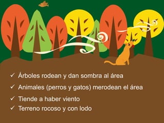 ü  Árboles rodean y dan sombra al área
ü  Animales (perros y gatos) merodean el área
ü  Tiende a haber viento
ü  Terreno rocoso y con lodo
 