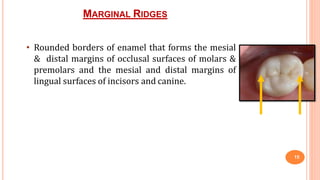 MARGINAL RIDGES
15
• Rounded borders of enamel that forms the mesial
& distal margins of occlusal surfaces of molars &
premolars and the mesial and distal margins of
lingual surfaces of incisors and canine.
 