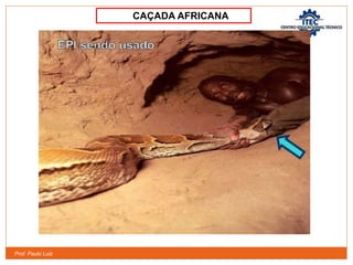 Prof. Paulo Luiz
CAÇADA AFRICANA
 