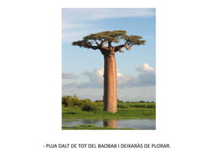 - PUJA DALT DE TOT DEL BAOBAB I DEIXARÀS DE PLORAR.
 