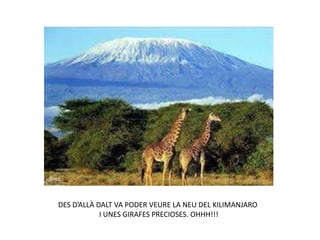 DES D’ALLÀ DALT VA PODER VEURE LA NEU DEL KILIMANJARO
I UNES GIRAFES PRECIOSES. OHHH!!!
 