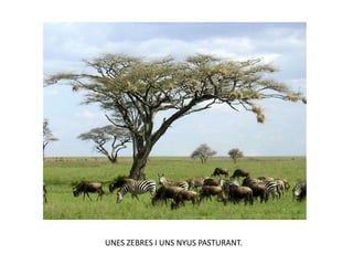 UNES ZEBRES I UNS NYUS PASTURANT.
 
