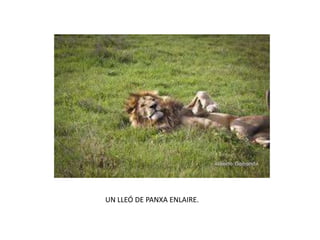 UN LLEÓ DE PANXA ENLAIRE.
 