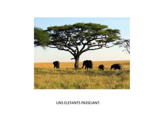 UNS ELEFANTS PASSEJANT.
 