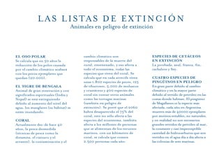 EL OSO POLAR
Se calcula que en 50 años la
reducción de los polos causada
por el cambio climático acabará
con los pocos ejemplares que
quedan (20.000).
EL TIGRE DE BENGALA
Animal de gran veneración y con
significados espirituales (India y
Nepal) se está extinguiendo
debido al aumento del nivel del
agua, los manglares (su hábitat) se
están inundando.
CORAL
Actualmente des-de hace 40
años, la pesca desmedida
(técnicas de pesca como la
dinamita, el cianuro y el
arrastre), la contaminación y el
cambio climático son
responsables de la muerte del
coral, envenenado, y eso afecta a
todo el ecosistema, todas las
especies que viven del coral. Se
calcula que en cada arrecife viven
unas 1.800 especies de peces, 125
de tiburones, 5.000 de moluscos
y crustáceos y 400 especies de
coral sin contar otros animales
como las tortugas marinas
(también en peligro de
extinción). Se prevé que el 2060
habrá desaparecido el 75% del
coral, esto no sólo afecta a las
especies del ecosistema, también
afecta a los millones de personas
que se alimentan de los recursos
marinos, con un kilómetro de
coral, se calcula que comen
2.500 personas cada año.
ESPECIES DE CETÁCEOS
EN EXTINCIÓN
La jorobada, azul, franca, fin,
cachalote y Sey.
CUATRO ESPECIES DE
PINGÜINOS EN PELIGRO
En gran parte debido al cambio
climático y en la mayor parte
debido al vertido de petróleo en las
costas donde habitan. El pingüino
de Magallanes es la especie más
afectada, cada año en Argentina
mueren más de 40000 ejemplares
por motivos evitables, no naturales,
y en realidad no son necesarios
grandes vertidos de petróleo al mar,
la constante y casi imperceptible
cantidad de hidrocarburos que son
vertidos en el agua día a día afecta a
las colonias de aves marinas.
LAS LISTAS DE EXTINCIÓN
Animales en peligro de extinción
 