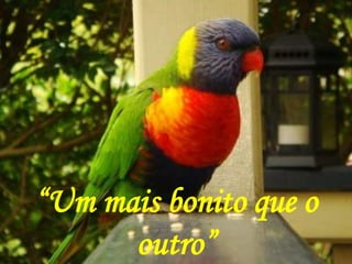 “Um mais bonito que o
outro”
 