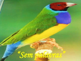 “Sem palavras”
 