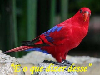 “E o que dizer desse”
 