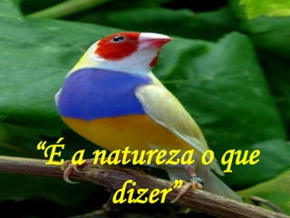 “É a natureza o que
dizer”
 