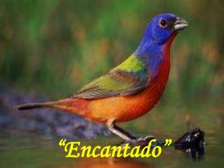 “Encantado”
 