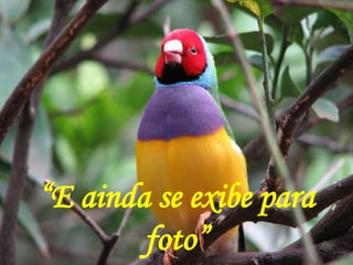 “E ainda se exibe para
foto”
 