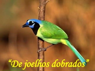 “De joelhos dobrados”
 