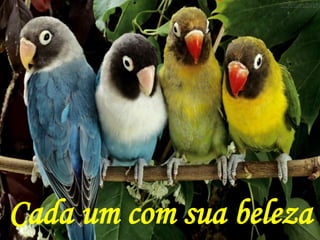 Cada um com sua beleza
 