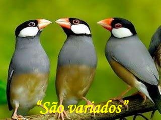 “São variados”
 