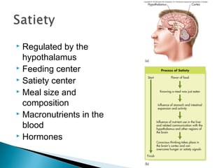  Regulated by the
  hypothalamus
 Feeding center
 Satiety center
 Meal size and

  composition
 Macronutrients in the

  blood
 Hormones
 