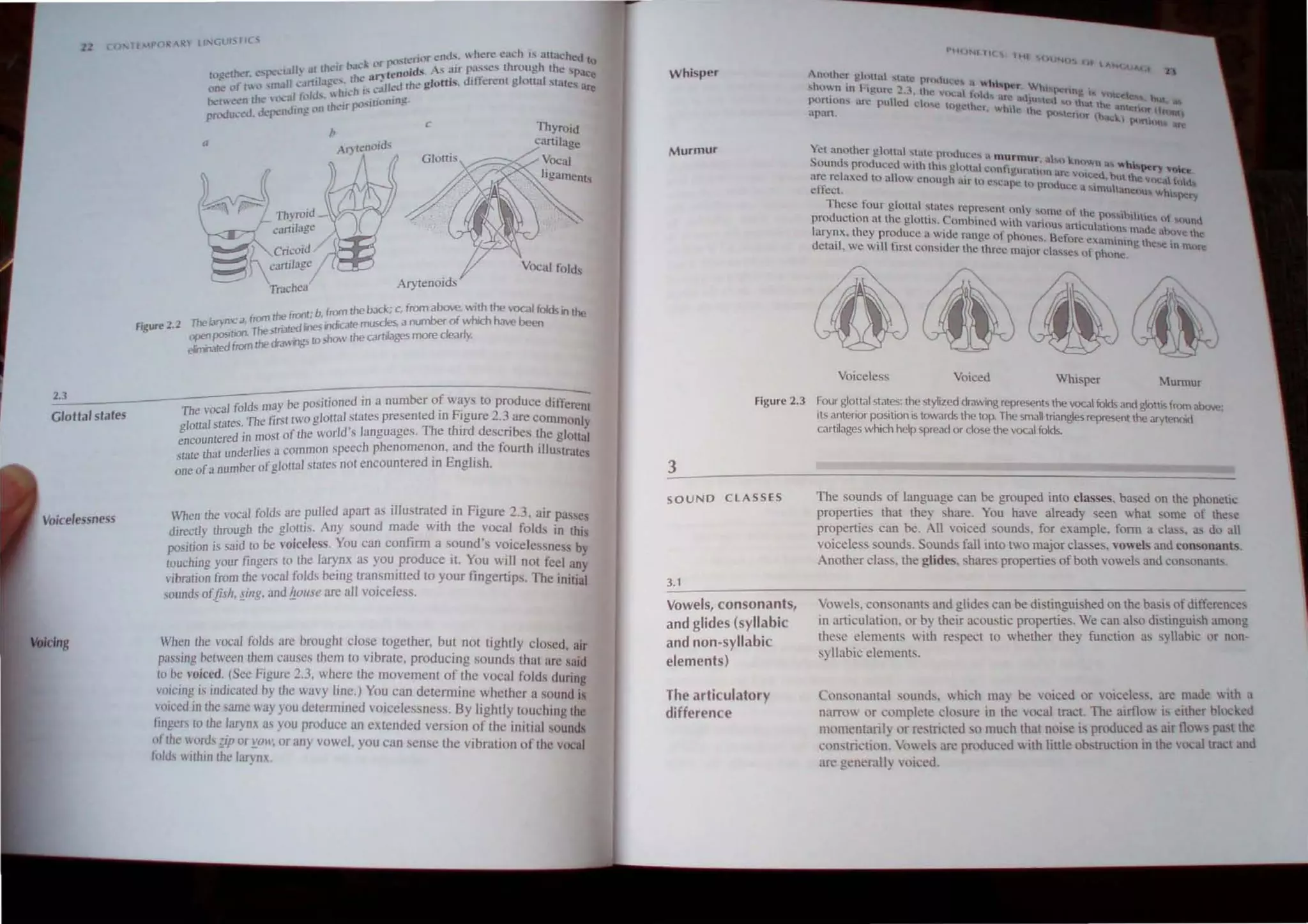 2.
2.3
Glollal states
Voicelessness
Voicing
( I u~
"
L~
~Th'~"-
cilrtdJge
f
CricoiJ /
cartilage
/
Trochea
Figure 2.2
f I' b from Ihe back; c, from above. with the '0C<l1 folds In the
The laTvn,",' d, from lhe eel""'..:" 'ndicale muscles, a number of which have been
The slllal • ~s . Ie I
openflOSItoon. , ' 10 show lhe carrJiages more c ar y
eirrW>ated from rhe drawn8>
1, Id may be positioned in a number of ways ro produce differ;;;-t
The voca 10 5 , ' . F'
The firsr rwo glo((al states presented 10 Igure 2.3 arc cOmmonly
glor[al staleS, , , h th' d d '
d 'n nlOS[ of the world s languages. T e Ir escnbes the glott"1
encountere J • • • u
," I nderlies a common speech phenomenon, and the founh IllUstrates
.stare wa U d' E I' h
one ofa number ofgloual states not encountere m ng I' .
When me vocal folds are pulled apan as illustrated in Figure 2.3. air passes
directly through the glonis, Any sound made with the vocal folds in thh
posiIJon is said 10 be voiceless. You can confirm a sound's voicelessness by
touching your lingers to the I~nx as you .produce it. ~ou wi.1I not feel any
librarian from the vocal folds bcmg transmitted !O your fingertips. The initial
sounds ofjish. ~illg, and ~ollse are all voiceless.
When the vocal folds are brought close together. but not tightly closed. air
passing between them causes them to vibrate. producing sounds that arc said
10 be voiced, (Sec Figure 2.3, where the movement of the vocal folds during
l'OIl'I/I!! b indicated by the wavy linc.) You can detemline whether a sound IS
loiced in the same way you determined voicelessness. By lightly lOudllng the
lingers to the larynx as you produce an extended version of the initial s()unds
of the words ;il' or!:(}II'. or any vowel. you can sense the vibral1o(J of the vocal
Ill/ds within the larynx.
Whisper
Murmur Yet another glottal ...tute pruduc.:c... i. tnurmur o1h." .
Sounds produced wtth thh gluual confJllur'ltl I . known as. "'bi.'M!r) "Ct~t
, 'I d It ~ . 'n .ro VOlcell h ~-
~lre rt: ax.e to a 0 enough air tn C...t:'IJ)c 1 'K1 • U tin:' &'tlCa h,h
effect. . • u pn tu.:e a MmultUI)i:l)U! ""'hi pery
The. c lour glottal statcs rcprescnt only 'Om f h
production at the gtOltis. Comhined with V-tr'll)U:~) ,1 c
,~hMhihlte", ot tlUIt.
I . ~ :~ anlCU altOn" m~d' . L.
arynx. thcy produce a WIde ran"c 0 nhllnC' B 'f ." C · " "0 the
d
' . t:' I' .. c ore eX~lU1mng th.
clall. we WIll first consider thc three rna'lor cl'''' t' h C"", In more
. ~.~e~ 0 pone
Voiceless Voiced Whisper Mumur
Figure 2,3 Four glottal state,s: t~e stylized draWing represents the vocal folds and glottis (rum above;
Its antenor position IS towards the top, The small triangles represent the arytenOid
cartilages which help spread or close the vocal (aids,
3
SOUND CLASSES
3.1
Vowels, consonants,
and glides (syllabic
and non-syllabic
elements)
The articulatory
difference
The sounds of language can be grouped into classes. based on th~ phonetic
properties that they share, You have already seen what some of these
propertie can be. All voiced ,ounds. for example. form a c1a>s. as do all
voicele s sounds. Sounds fall into two major classes. vowels and consonants.
Another cJas " the glides. ,hare properties of both voweb and consonanls.
Vowels, consonanh and glides can be di tinguished on the basis of differences
in articulation. or by their acoustic properties. We can also distinguish among
these elements with respect to whether they function as syllabic or non,
syllabic elements,
Consonantal sounds. which may be voiced or voiceless, are made with a
narrO or complete co,ure in the vocal tract. The airtlow is either blocked
llIomentaril) or restricted so much that noi 'e is produced as air now pa,t the
con"triction. Vowels are produced  Ith little obstruction in the vocal tra.:l and
are generalI) voiced.
 