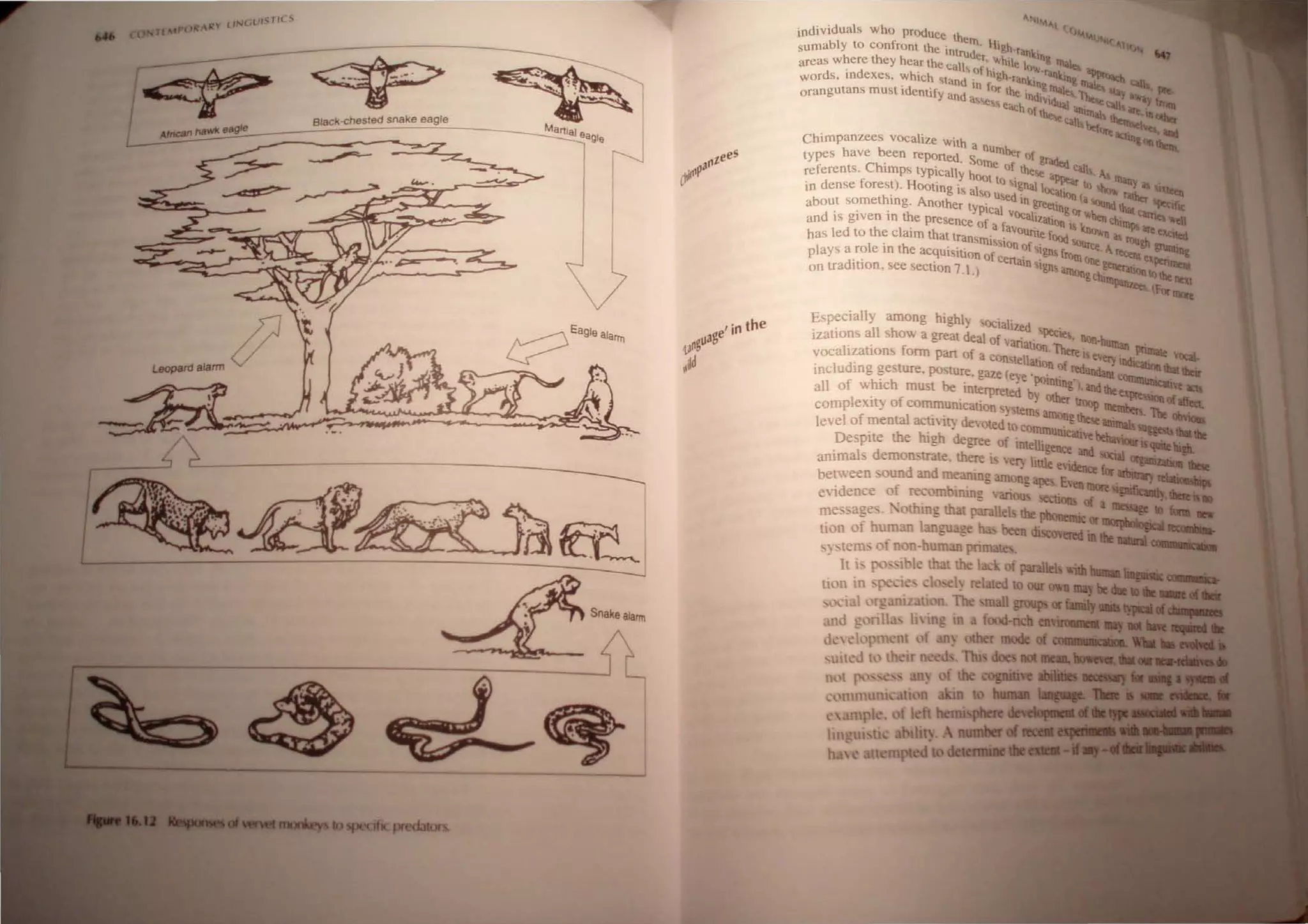 T£ POR ,,
UNlaW; fles
~--~-=----
~~
_~~~~~~-=::==::B:,a=C=k~-C~he~s~te~d~s~n:a~ke:=ea~g;'e~________~
M .
Amcan hawk eagle artlal ea91.
~ Ea91eala""
Snake alarm
........1IIII1MI1IIIriIeys speCifIC predatur
" "~"t
individuals who prOdUce th «(ll.l. v
elll, I-j' , ~1 (;
sumably to confront the intrud Igh-rank ..,
h er wh' Ing "'_
areaS where t ey hear the call f' . lIe Ie,,,. ""'Ie..~
. . " 0 hi"- ~-rank' ,."''''''''-
words, mdexes, which Stand - ...'-ranbn '11& bbl_ - ..... tall
'd ' In fOr lh . gIllltl- -':"""1:$ 1I~, JlIt-
orangutans must I entlfy and e Indivd -,., 'It'Ie --, ""ay fr
a.e each (If I Ual ani • tal" art 11 <lin
the'le Cal,;~ 'lvti
lllhtr
""'Oft act •ar.
Chimpanzees vocalize with a IIlgonlhtnt
nUlllbe
types have been reported, So r of grad.~
Ch' me of Ih ..... Call
referents, Imps typically hoot , ee alJle;u- s. A IlIan
in dense forest), HOoting is also to Ignal IOCali! to ~hc,,,, ",r.iS IIttn
, used' 'n (a no. --1I:f "'-'r.
about somethlOg, Another typical In greeling or-"'nd that ~"IC
and is given in the presence of a f vOCail'/.alion 1 k"'hench,rnp ar "'ell
has led to the claim that trans~' avourite fOOd ",..no"'n iI. rllU....e~':I~
, ,.,ISSlon of ' "",ree A. 6" .....In
plays a role 10 the acquisition of certa' '~gQ, frornone' rece.u.t>.penmc:
on tradition, See section 7.1,) tn Slgn arnongC~tnera1!ontothe Iltx~
P<mlet<;. (For 'IlOre
Especially among highly SOCialized S .
izatlOns all show a gTeat deal of van . !lecie>. non.hultan .
vocalizations fonn part of a coru.te:o
n
.There "every 1Ild~ VOCal_
including gesture, posture, gaze (eve _Ion of ~tdllndant com"",~~Ibtir
f hi h be ' - POIntJng) and the ---''''UIQIJ~t atI$
all 0 1 w, h
C
f must ,m~rpreted by other ~oc., me:~ 1011 of alfttt,
comp eXh;' 0 CO~,urucauon sy tems amen -P ,''''-'m, The cbvious
level of mental aCUvlty devoted to C0lllInu ' gtheo;e anllTlals ugg tbaa!be
,Despite the high degree,of intellige:~~~~lSquue~
arnmals demon trate, there b ve~ little eiden<:e for ~_
between wund and ~arung among~, ben more l3!b!ttary ltlalioasli,.
e'idence of recombmmg vanou sectJons of a ~!ben: 110
me 'age .'otbmg that parallel the phonemi or lIleSsage.1O fona _
tion of human lan",lla",e ha" been di ered in ~
~
:-tems of non·huma.n primate, . .
- It i poible that the la ' of paralIe v..ith human iapisIic CI i-
tion in, 'I ' I l~ related to our on may be .. III .. _ ci"
'ial :: iU
I
_~ n Th ~~ grOhuPS or family llllllitypallcidl'..
, _
g nIl. 11l1" to luvu·n envlJoonXd 1IIy lilt __ .......
J ' 1'f III 'lit f ) other mode of CQIJ!!!!!W!bnr .... _ _ _ _
llit ~dl lh'irn ,TIU d notmean.~ ..___....
o lp ) tl~abilitia~ .......
~ nunum. lion '0 I human laapIIt. 1a
m ,11eft h ml pbere devnop..af __._
hnglll li lit!) number ~ ~::=:=;
h  tt mpt I d tennine the CIW.Il•
 