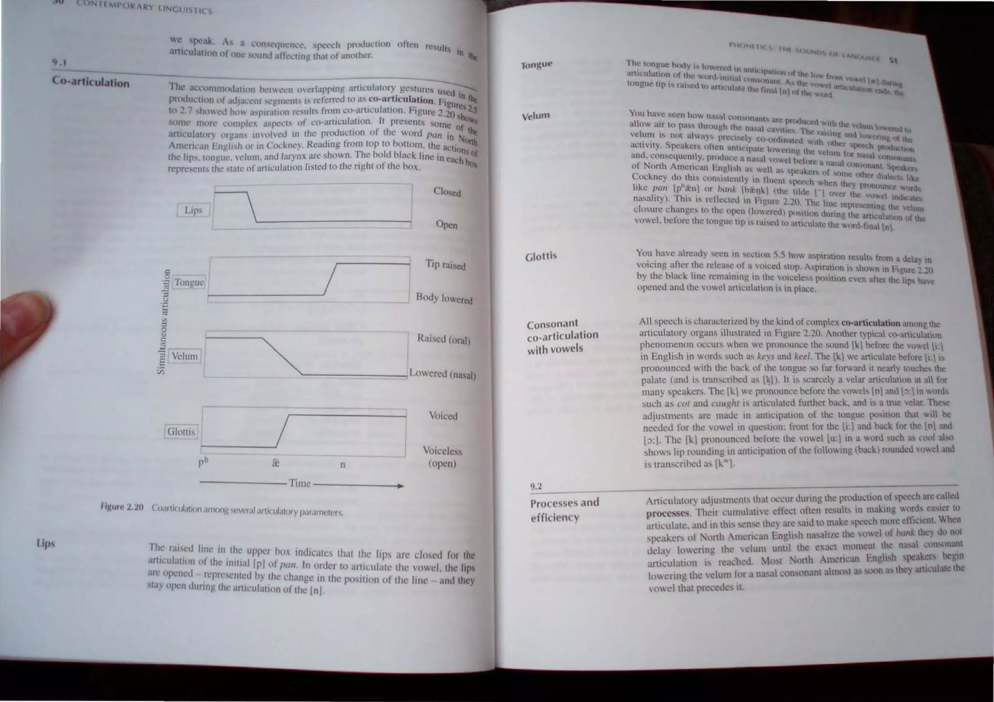 t.u ll"'rt,~ R IINl,l)IS llc 
.1
o'arti( ulcJtion
Flgur~ 2.20
we Spc·,~ 
. . I 4 • • a l'un t,.'('llIl'ncc. ...pc:ct:h pnxlucliun Uhl'lI r"'UII
anlcu almll Or.'r1 • .• . ' ,
< '''unu alkdlng Ihal or anolher. In !he
The ,1':Cllll1ll1odallon I>elwc~n ",crJapprng <U1i.:ufalory ge,turc
prodll lIIJn ot .ldjacCnl ,clintents " referred to a. co-articulation ~.~ed In lilt
In 2 7 sh""cd h"" "sprralinn r"sufb fro~ co-articulalion. Figure 2.1~~tc 205
'I'm... more l'I1mplc. a'f'<'ct'. 01 cO-<U1rcul~tJ(ln..11 pre.~cnt.. 'Orne 'h,,"
.tnllOula!o,) ,lfgan, ",v"lved III the produclIon 01 Ihe word po . Ilf tilt
, . " . R d· f· n In N
"menc'an "ngh.,h IJr In Cockn.:y. ca mg rom lOp 10 bOllom the h~h
" . aClt
the lips. tongue. wlulll. and larynx are shown. The bold bl'lck line i nih Of
represcrlls the .,Jate of articulalion lisled to the righl of the box. n each n..1~
, ~
LIps L-_______________
c /
.~ Tongue
:; ; - - - - - -
<J
.~
'"
"
0pcn
BcxJy lowcrcu
al [
§ t-r----~"" 1 Raised (oral)
j Velum 1 "" I
'--------_1Lowered (nasal)
/GIOllis
/
[
ph it: n
-------Timc----___
~
(oarticulilticm tHll011g l,C'V(ll,Jl,lrlindatory parameterc;,
VOIced
Voiceless
(open)
fhe raisl·d line in the up cr b)x . d'· .
anic-ulatinn or Ihe Il1Itial IPI rI 10 leates !.hal (he lips arc dlll~d for Ihe
arc npened _ rcprcsenll'U ~y ~h:~~~~ncorder (0 anlculatc the vuwel. Ihe lip,
stav opcn uurin" th.. un·. I ' f g In the posJlJlIJI 01 Ihe 1111<" - and they
• <> ' lUI aBun II Ihe [nl. .
longue
Velum
Glottis
Consonant
co_articulation
with vowels
9.2
Processes and
efficiency
1nc- h..mgul.!' hudy I I
I
. uwtr:d In I 1
artlCli atum ut the wur I I
t " l llIlI.tl C n
ungue tlP,~ r;lICd hl,tnli;Ul.llc th
1"'1 OUNh
Yuu have ~t!cn h()1 mbU C~1OS"tn1
allow air to pass hroll~h th." .'. die 11l
tKuced wuh the 'J I
. '1 co c nit .1' l..t~lll T"'- c Un, o~c ed
c um 1'.. nul i.lW<1)':-' prc:id' C , IU;:: "''''ing hn(  '...... r 0
aCl1vuy. Speaker... nltc.n 'tnh' Y. CO·lhHhn:tcd wllh tither NO..... } enng {the
d
I I..:lp.tlc nWCfll1' lh. I j'''''- 1 pt'(MUCIOtl
all.• consequent}!, pnllhu.:c '1 n. I co l:: VI.! 1m lnr na  CI
IN' . J • ,"" vnw~ hchm..:" 'In )hat
o OIlh Amcncun l'.llvl'..h 'I' w'll' anUa COICll.tn, ~ l-
e k . e- ~ ... C I'~ !pcakcl' 1 ,"IPC~...c:
_
oc m:y UO th1" con)tstcnl1y in fluel'l ".1 'Ii () M.nnt: 41th 'r tlal!4;l hL.-
I kc I h- spccc, when Ih ""
I pall p;enI or /"",k Ih,el]kI (lh' lId _ e)' p'"n"unce "',"
na~lllily). This is renccled In hgllre ~.2(". ~n~ I. ,,~er. Ihe '''wei In,h
closure changes 10 Ihe open Iinwercdi .. . Ime representing Ih velllm
I b I
· h pO"",,n <lunnu Ih . aru I
"owe. core 1 C longue lip i! ni"cd l(.. rt· . I 0 l: (:1 atum of he
, )a leu ale Ihe word-finalln.
You bave llln:ad~ ,cen 111 seclinn 5.S how a'pnallo I
.. f hi · . n resu " lrom a llel
VOIClI1g a Icr t c re case 01 a vOIced 'top A ... . ay In
b
. . . . . splrauon" shu",n In I· ., ,
y Ihc black 1ll1c rcmulI1l11g in Ihe voiceless pOS·III·on c I h Igure ••11
d
.. . 'cn a ler I e lip h
openc and Ihe vowel articulation is in place. ' ave
All speech is characlerilcd by Ihe kind of complex co arti·cul .
. . . . - a Ion amung Ihe
artlculalory organs Illustraled 111 Figure 2.20. Anolher Iypical co-articulalion
phcnomc.non occurs when we pronounce Ihe sound lkl beforc the v . 1.. 
. E 1 h . owe I.
III ng 15 In words such as key.~ and keel. The [kl wc articulate bcfnre li: IS
pronounced .wlth the bac.. 01 Ihe tongue so far forward il ncarly touches Ihe
palale (and IS transcnbed a, I~I). It is scarcely a velar articulallon al all tor
many speakers. The [kl we pronounce before the vowel!> In] and l~:] In words
.uch as COl and couglrt is articulaled further back. and is a lrue velar. The~
adjusnnenlS arc made in anticipation of the tongue posillon thai WIll be
needed for the vowel in qucsllon: fron! for the [i:1 and back for Ihe [0] and
I:>:], The IkJ pronounced before the vowel [u:1 in a word such as cool abo
shows lip rounding in anticipation or the following (back) [<mnded Hlwd and
"transcribed as [k"].
Articulatory aujuslmcnts that occur during the production of speech arc called
processes. Their cumulative effect often result. in making words casicr 10
articulate. and in thb sense they are saiuto make ~peech more em~lenl. When
speaker> of NOrTh American English nasalize the vowel of h(/Ilk they do nnl
uclay lowering the yeluJl1 until the exaci moment Ihe na,al CIlnSllOanl
articulation is rcacrll:u, Mosl Nonh American English 'peak.crs be.to
lowering the ,·dum for a nasal con"lOant almost as soun a he~ articulate the
vowel that preccucs il
 