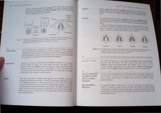 2.
2.3
Glollal states
Voicelessness
Voicing
( I u~
"
L~
~Th'~"-
cilrtdJge
f
CricoiJ /
cartilage
/
Trochea
Figure 2.2
f I' b from Ihe back; c, from above. with the '0C<l1 folds In the
The laTvn,",' d, from lhe eel""'..:" 'ndicale muscles, a number of which have been
The slllal • ~s . Ie I
openflOSItoon. , ' 10 show lhe carrJiages more c ar y
eirrW>ated from rhe drawn8>
1, Id may be positioned in a number of ways ro produce differ;;;-t
The voca 10 5 , ' . F'
The firsr rwo glo((al states presented 10 Igure 2.3 arc cOmmonly
glor[al staleS, , , h th' d d '
d 'n nlOS[ of the world s languages. T e Ir escnbes the glott"1
encountere J • • • u
," I nderlies a common speech phenomenon, and the founh IllUstrates
.stare wa U d' E I' h
one ofa number ofgloual states not encountere m ng I' .
When me vocal folds are pulled apan as illustrated in Figure 2.3. air passes
directly through the glonis, Any sound made with the vocal folds in thh
posiIJon is said 10 be voiceless. You can confirm a sound's voicelessness by
touching your lingers to the I~nx as you .produce it. ~ou wi.1I not feel any
librarian from the vocal folds bcmg transmitted !O your fingertips. The initial
sounds ofjish. ~illg, and ~ollse are all voiceless.
When the vocal folds are brought close together. but not tightly closed. air
passing between them causes them to vibrate. producing sounds that arc said
10 be voiced, (Sec Figure 2.3, where the movement of the vocal folds during
l'OIl'I/I!! b indicated by the wavy linc.) You can detemline whether a sound IS
loiced in the same way you determined voicelessness. By lightly lOudllng the
lingers to the larynx as you produce an extended version of the initial s()unds
of the words ;il' or!:(}II'. or any vowel. you can sense the vibral1o(J of the vocal
Ill/ds within the larynx.
Whisper
Murmur Yet another glottal ...tute pruduc.:c... i. tnurmur o1h." .
Sounds produced wtth thh gluual confJllur'ltl I . known as. "'bi.'M!r) "Ct~t
, 'I d It ~ . 'n .ro VOlcell h ~-
~lre rt: ax.e to a 0 enough air tn C...t:'IJ)c 1 'K1 • U tin:' &'tlCa h,h
effect. . • u pn tu.:e a MmultUI)i:l)U! ""'hi pery
The. c lour glottal statcs rcprescnt only 'Om f h
production at the gtOltis. Comhined with V-tr'll)U:~) ,1 c
,~hMhihlte", ot tlUIt.
I . ~ :~ anlCU altOn" m~d' . L.
arynx. thcy produce a WIde ran"c 0 nhllnC' B 'f ." C · " "0 the
d
' . t:' I' .. c ore eX~lU1mng th.
clall. we WIll first consider thc three rna'lor cl'''' t' h C"", In more
. ~.~e~ 0 pone
Voiceless Voiced Whisper Mumur
Figure 2,3 Four glottal state,s: t~e stylized draWing represents the vocal folds and glottis (rum above;
Its antenor position IS towards the top, The small triangles represent the arytenOid
cartilages which help spread or close the vocal (aids,
3
SOUND CLASSES
3.1
Vowels, consonants,
and glides (syllabic
and non-syllabic
elements)
The articulatory
difference
The sounds of language can be grouped into classes. based on th~ phonetic
properties that they share, You have already seen what some of these
propertie can be. All voiced ,ounds. for example. form a c1a>s. as do all
voicele s sounds. Sounds fall into two major classes. vowels and consonants.
Another cJas " the glides. ,hare properties of both voweb and consonanls.
Vowels, consonanh and glides can be di tinguished on the basis of differences
in articulation. or by their acoustic properties. We can also distinguish among
these elements with respect to whether they function as syllabic or non,
syllabic elements,
Consonantal sounds. which may be voiced or voiceless, are made with a
narrO or complete co,ure in the vocal tract. The airtlow is either blocked
llIomentaril) or restricted so much that noi 'e is produced as air now pa,t the
con"triction. Vowels are produced  Ith little obstruction in the vocal tra.:l and
are generalI) voiced.
 