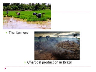  Thai farmers
 Charcoal production in Brazil
 