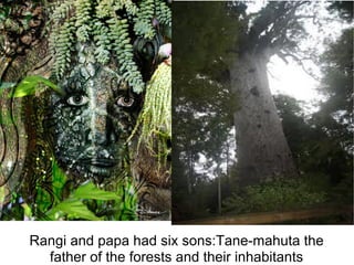 Rangi and papa had six sons:Tane-mahuta the
  father of the forests and their inhabitants
 