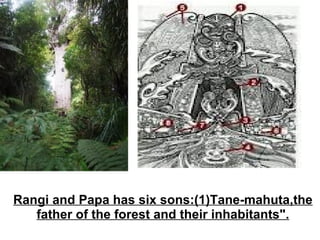 Rangi and Papa has six sons:(1)Tane-mahuta,the father of the forest and their inhabitants". 