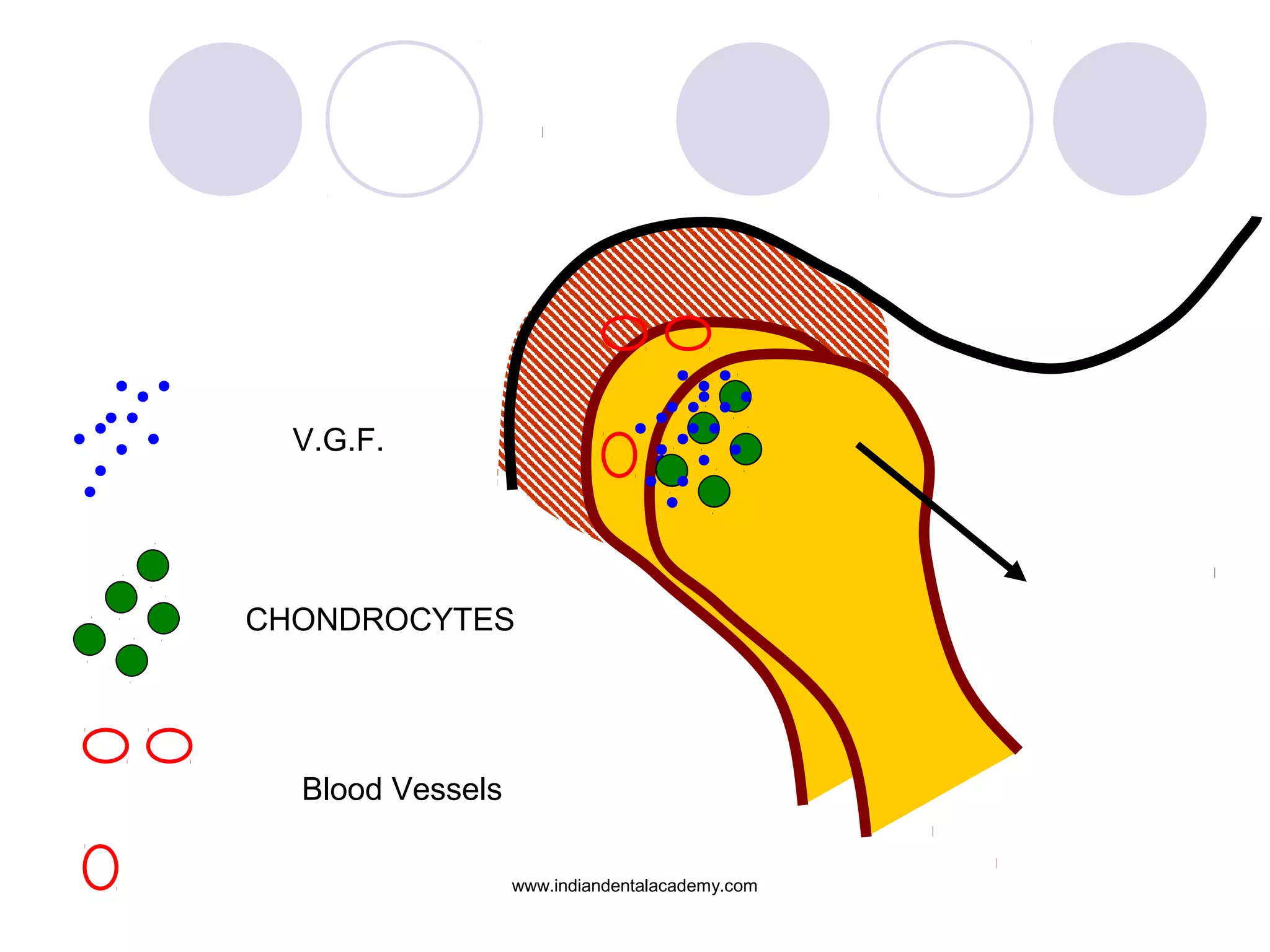 CHONDROCYTES
V.G.F.
Blood Vessels
www.indiandentalacademy.com
 