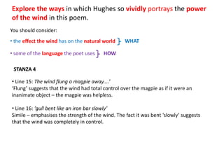 Explore the ways in which Hughes so vividly portrays the power
of the wind in this poem.
You should consider:
• the effect the wind has on the natural world    WHAT

• some of the language the poet uses     HOW

 STANZA 4

• Line 15: The wind flung a magpie away....’
‘Flung’ suggests that the wind had total control over the magpie as if it were an
inanimate object – the magpie was helpless.

• Line 16: ‘gull bent like an iron bar slowly’
Simile – emphasises the strength of the wind. The fact it was bent ‘slowly’ suggests
that the wind was completely in control.
 